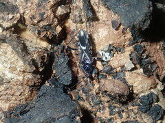 Ectomocoris decoratus