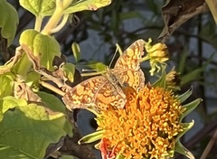 Phyciodes graphica