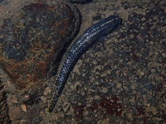 Stiphodon elegans