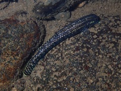 Stiphodon elegans
