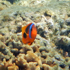 Amphiprion melanopus