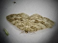 Ectropis crepuscularia