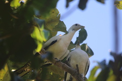 Ducula spilorrhoa