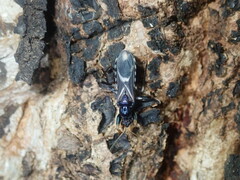 Ectomocoris decoratus