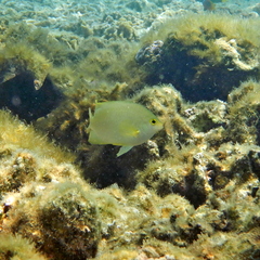 Pomacentrus moluccensis