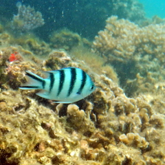 Abudefduf sexfasciatus