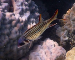 Neoniphon sammara