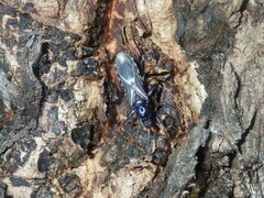 Ectomocoris decoratus