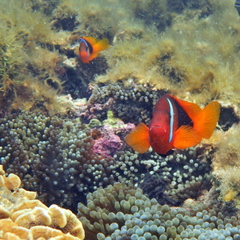 Amphiprion melanopus