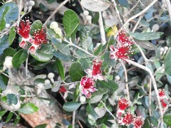 Feijoa sellowiana