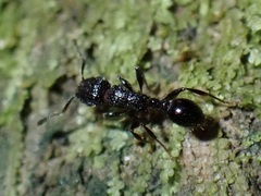 Tetramorium pacificum