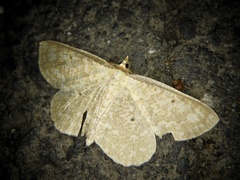 Synegia hadassa