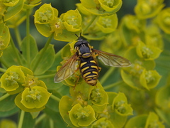 Chrysotoxum cautum