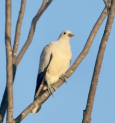 Ducula spilorrhoa