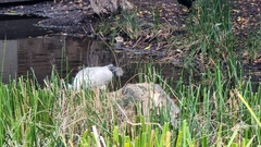 Threskiornis molucca