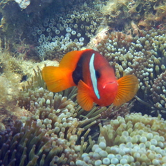 Amphiprion melanopus