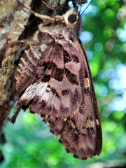 Eudamini