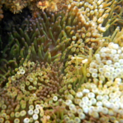 Entacmaea quadricolor