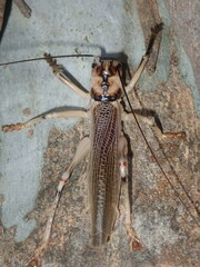 Paragryllacris combusta