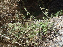 Hedeoma oblongifolia