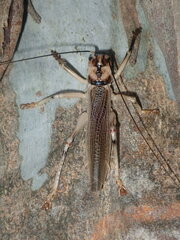 Paragryllacris combusta