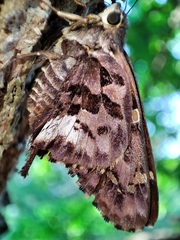 Eudamini