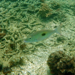 Lethrinus harak