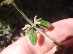 Hedeoma oblongifolia