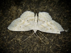 Scopula confusa