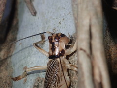 Paragryllacris combusta