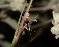 Paraidemona