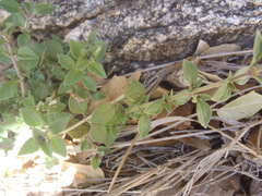 Hedeoma oblongifolia