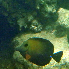 Zebrasoma scopas