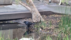 Corvus coronoides