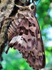 Eudamini