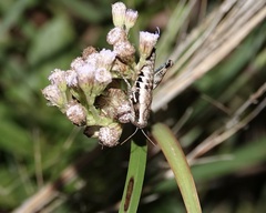 Paraidemona
