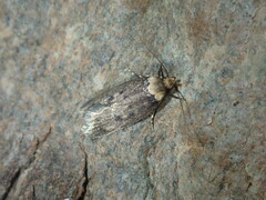 Mimobrachyoma maculifera