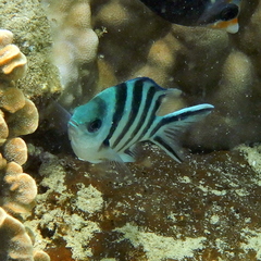 Abudefduf sexfasciatus