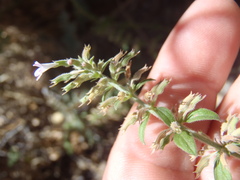 Hedeoma oblongifolia