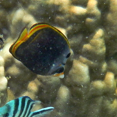 Chaetodon flavirostris