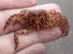 Metopograpsus thukuhar
