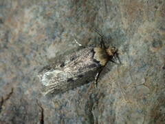 Mimobrachyoma maculifera