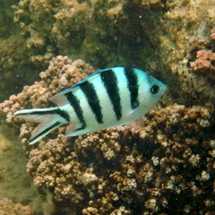 Abudefduf sexfasciatus