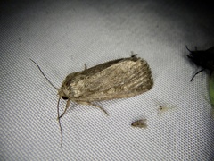 Spodoptera depravata