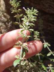 Hedeoma oblongifolia