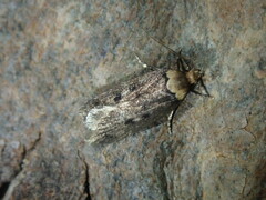 Mimobrachyoma maculifera