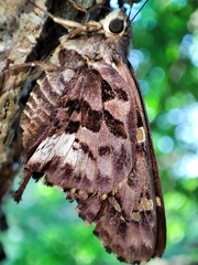 Eudamini