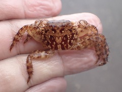 Metopograpsus thukuhar
