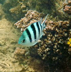 Abudefduf sexfasciatus