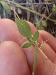 Hedeoma oblongifolia